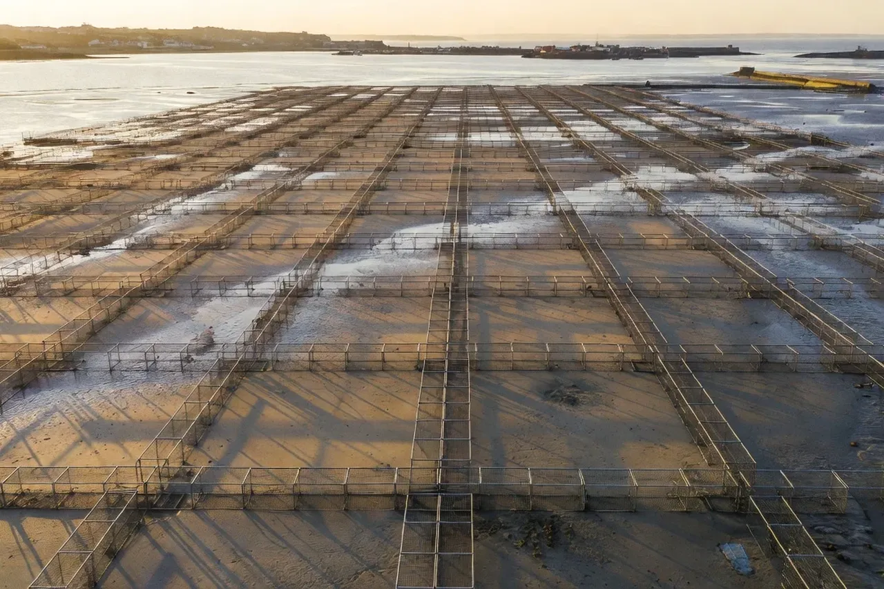 Huitres de Cancale